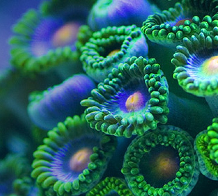 Reef Coral (Baton&nbspRouge,&nbspLA)